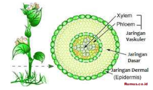 Pengertian dan Struktur Jaringan Tumbuhan